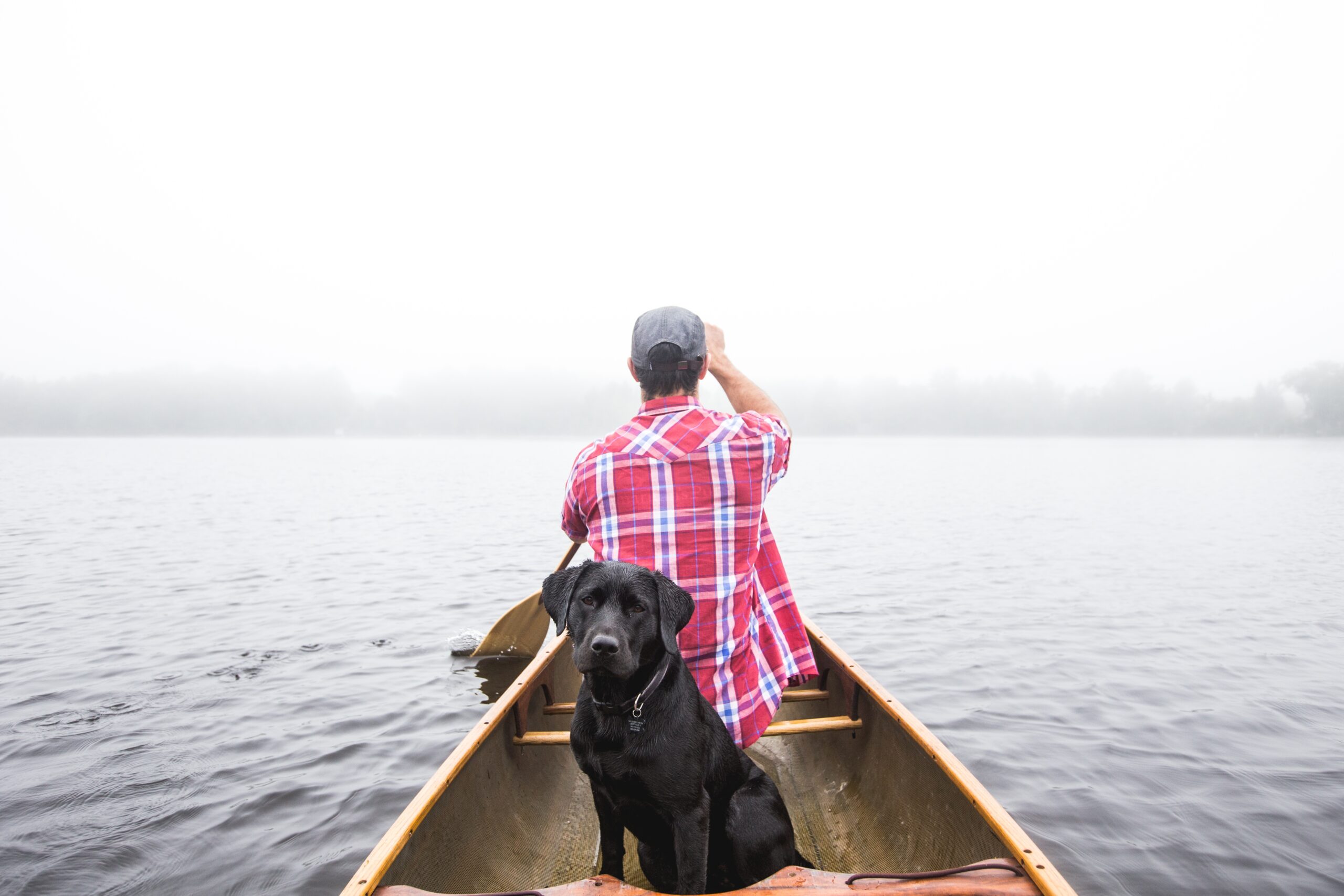 beautiful shot black dog male sailing small boat body water scaled